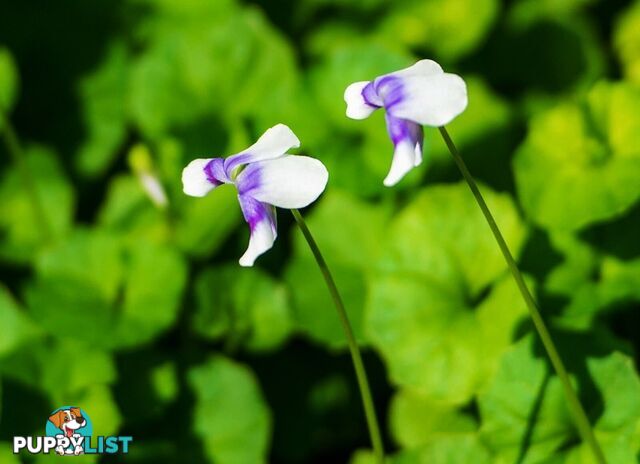 Native Violet ~ Viola hederacea in trays - Free Delivery $45.00