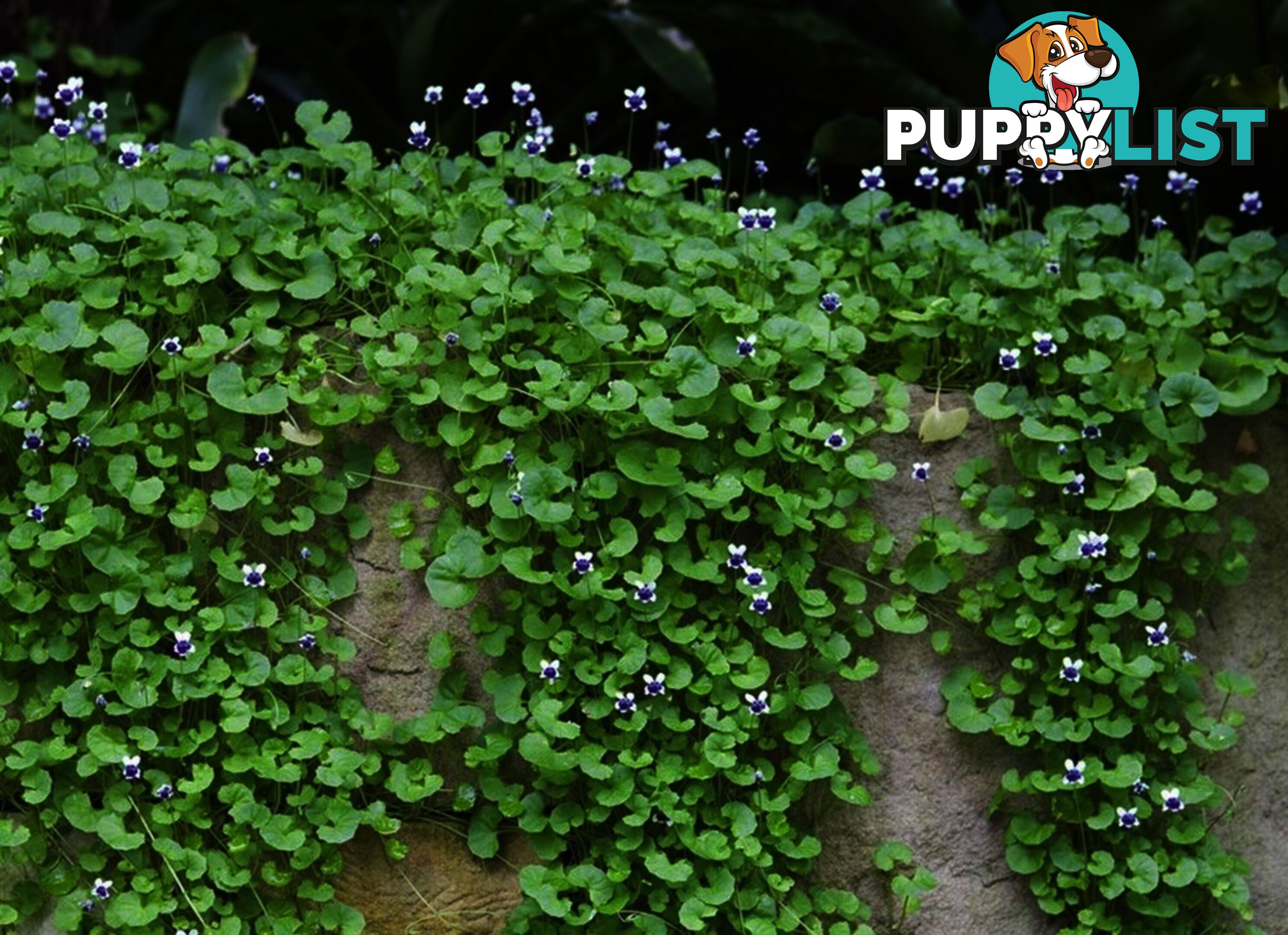 Native Violet ~ Viola hederacea in trays - Free Delivery $45.00