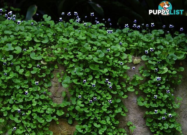 Native Violet ~ Viola hederacea in trays - Free Delivery $45.00