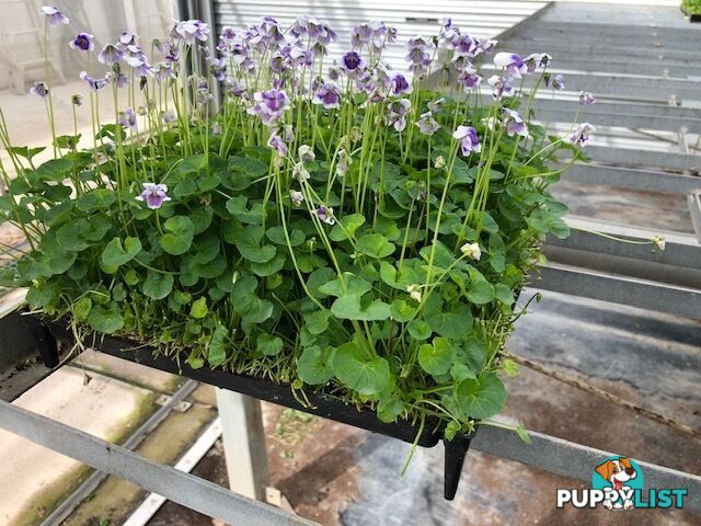 Native Violet ~ Viola hederacea in trays - Free Delivery $45.00