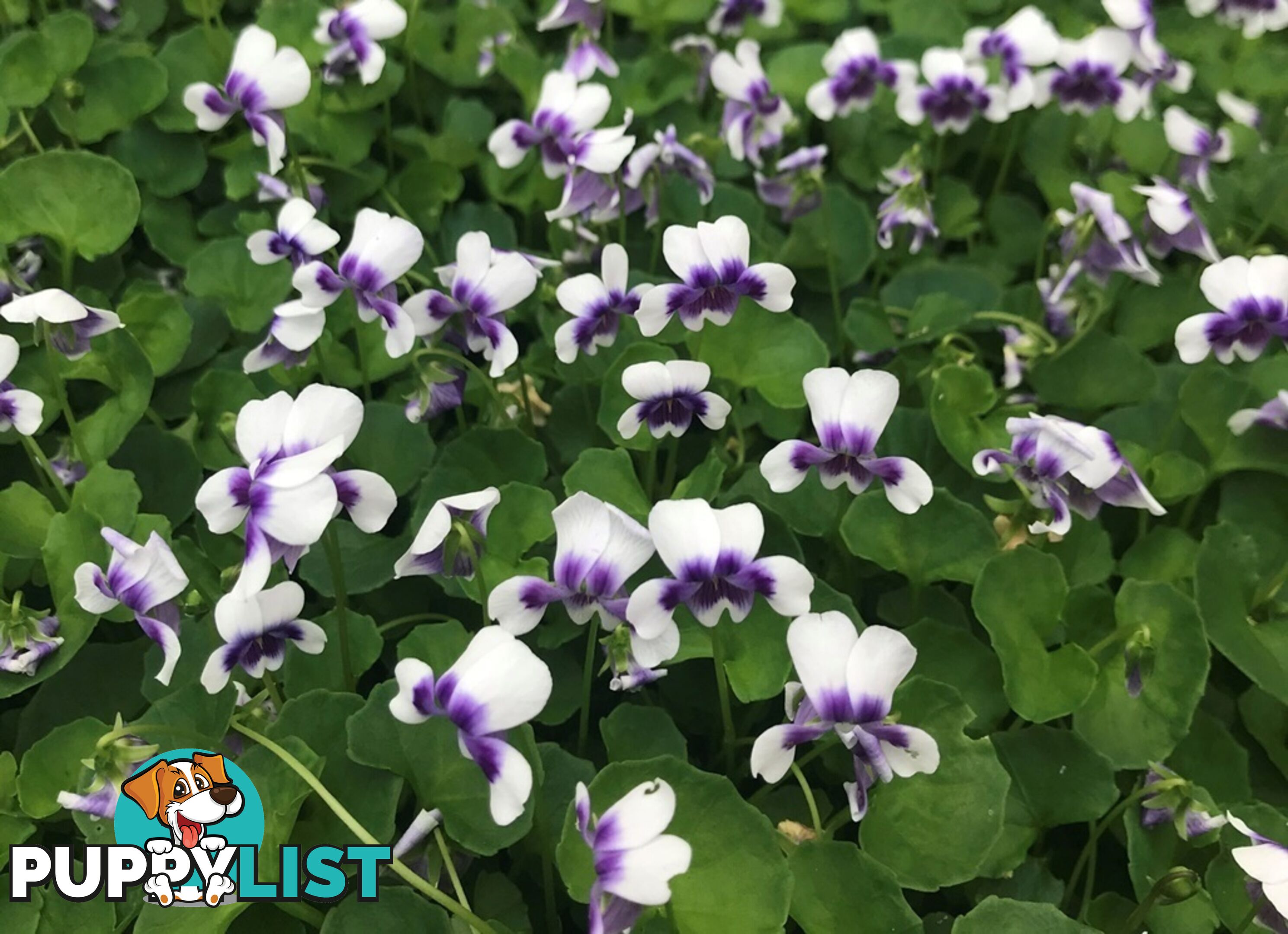 Native Violet ~ Viola hederacea in trays - Free Delivery $45.00