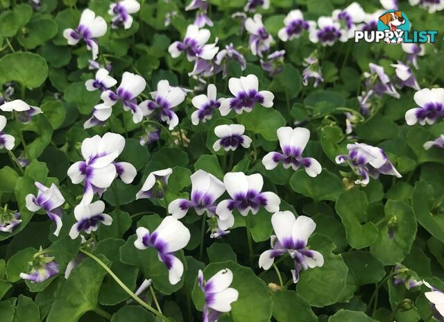 Native Violet ~ Viola hederacea in trays - Free Delivery $45.00