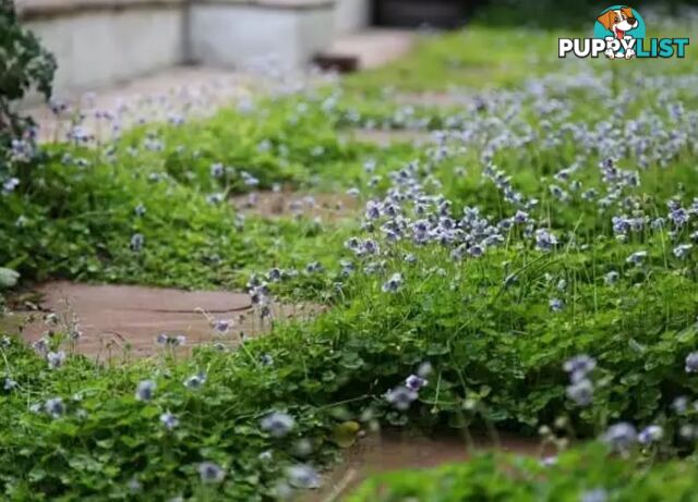 Native Violet ~ Viola hederacea in trays - Free Delivery $45.00