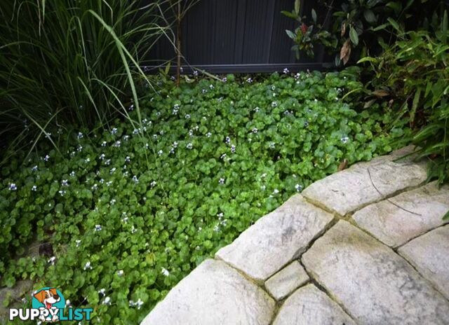 Native Violet ~ Viola hederacea in trays - Free Delivery $45.00