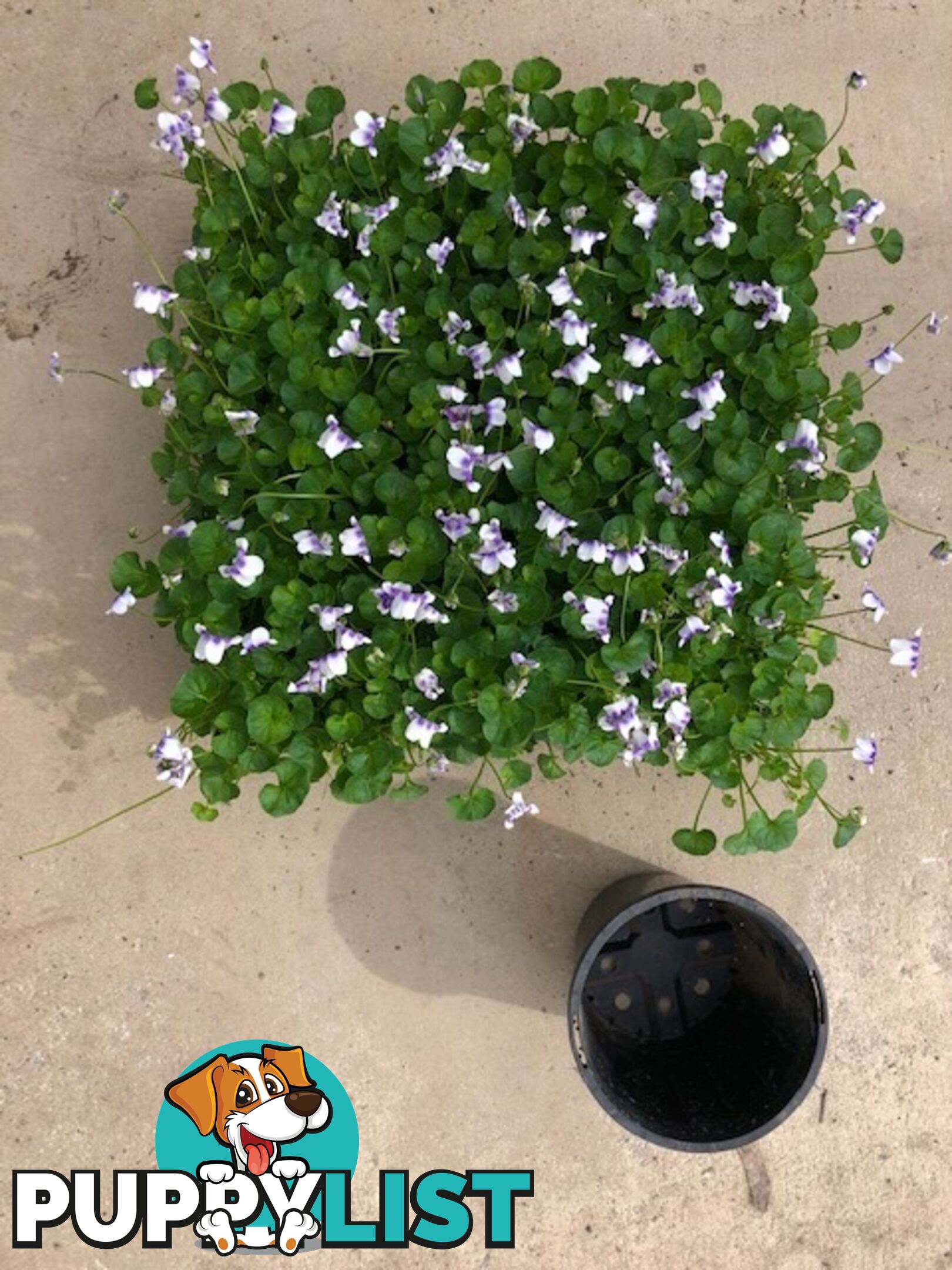 Native Violet ~ Viola hederacea in trays - Free Delivery $45.00