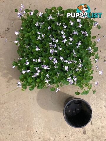 Native Violet ~ Viola hederacea in trays - Free Delivery $45.00