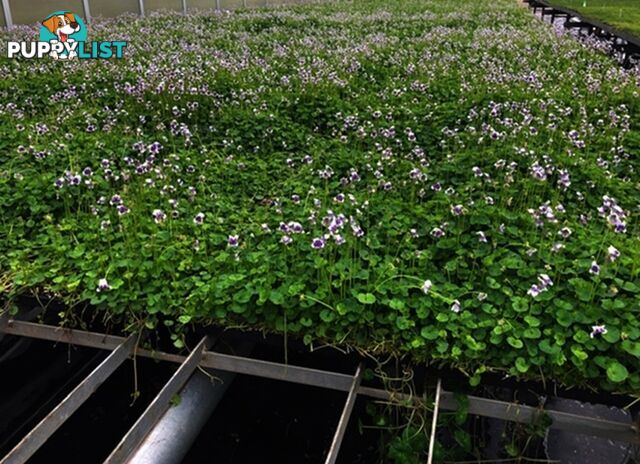 Native Violet ~ Viola hederacea in trays - Free Delivery $45.00