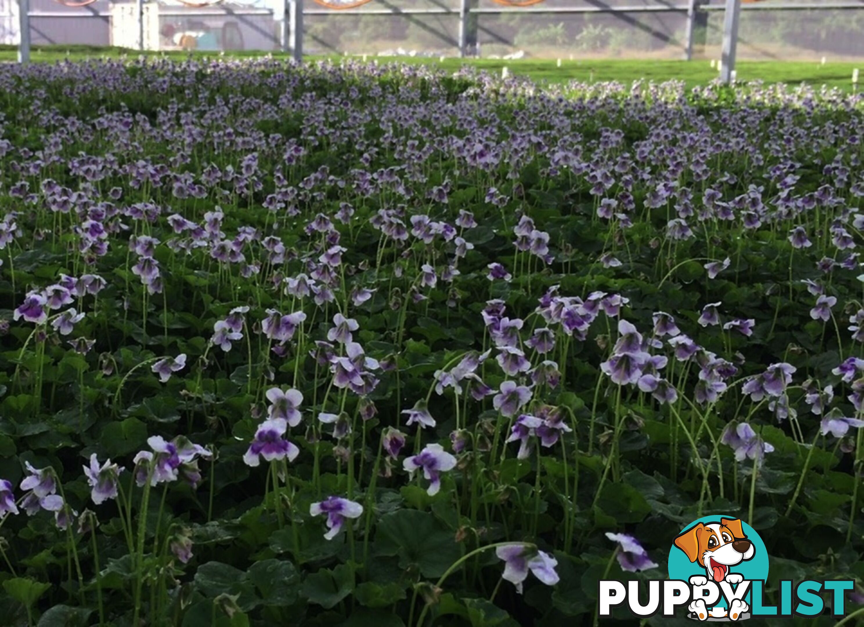 Native Violet ~ Viola hederacea in trays - Free Delivery $45.00