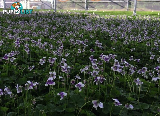 Native Violet ~ Viola hederacea in trays - Free Delivery $45.00