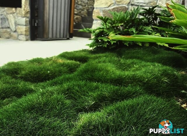 10 x 100mm Pots Zoysia Tenuifolia $89.00 (QLD Only) - Free Express Post