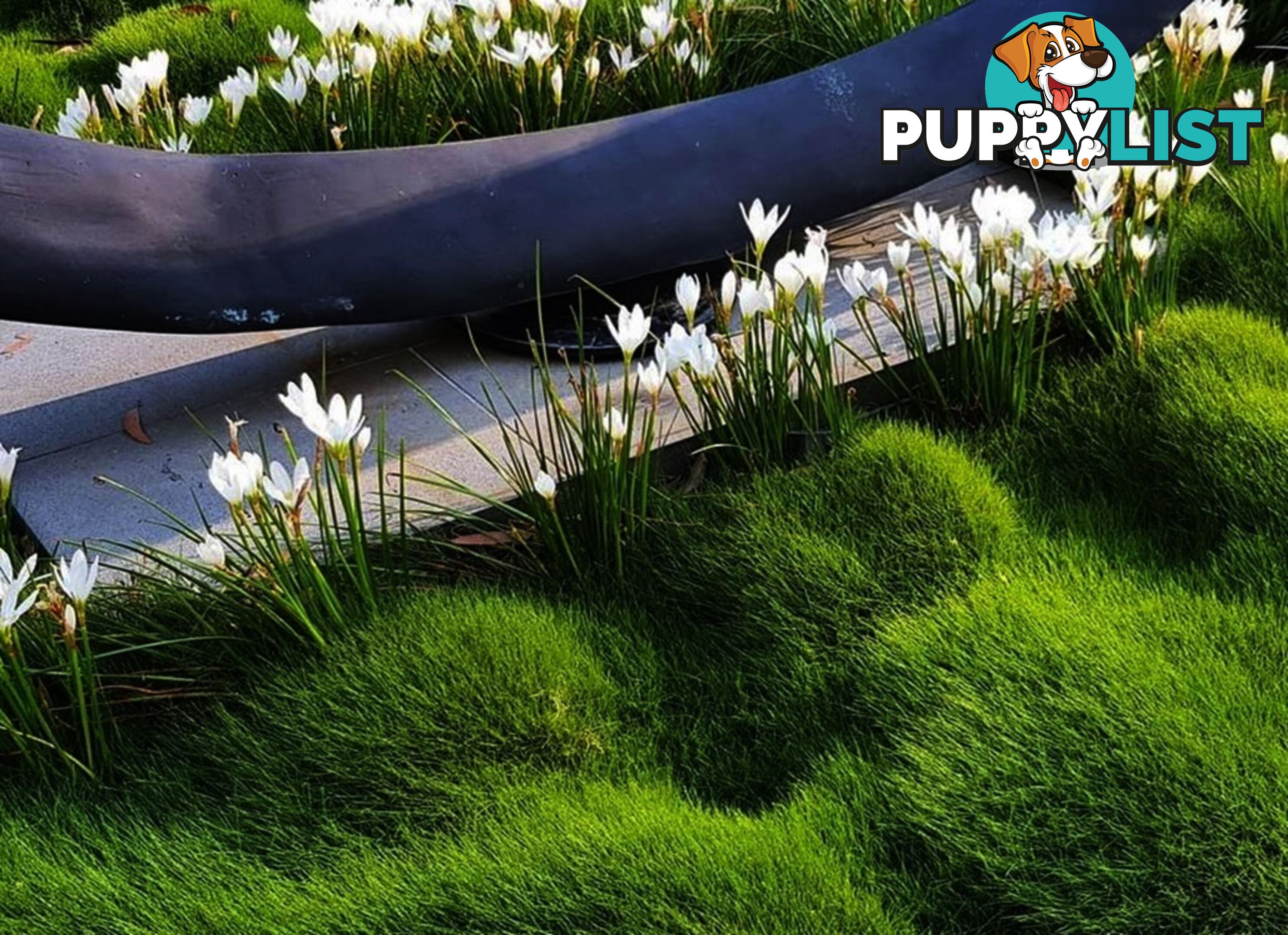 10 x 100mm Pots Zoysia Tenuifolia $89.00 (QLD Only) - Free Express Post