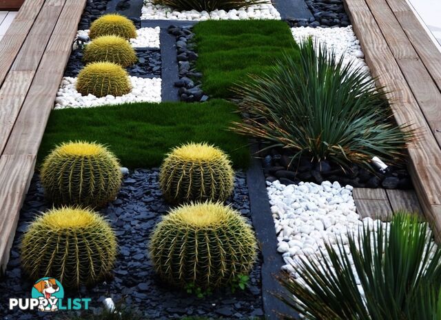 10 x 100mm Pots Zoysia Tenuifolia $89.00 (QLD Only) - Free Express Post