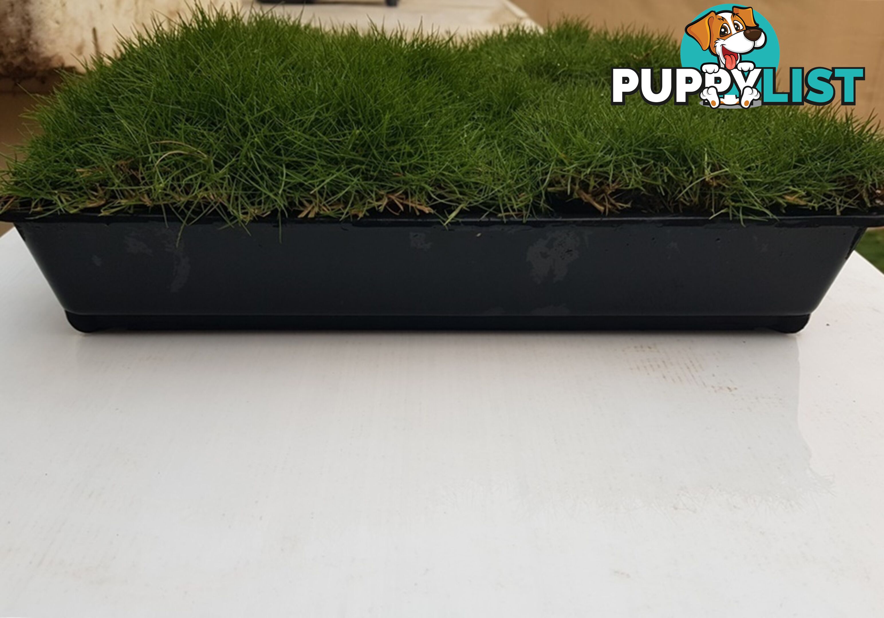 Slabs Of Korean Grass (Zoysia Tenuifolia) 350mm X 295mm Free Post $68.00