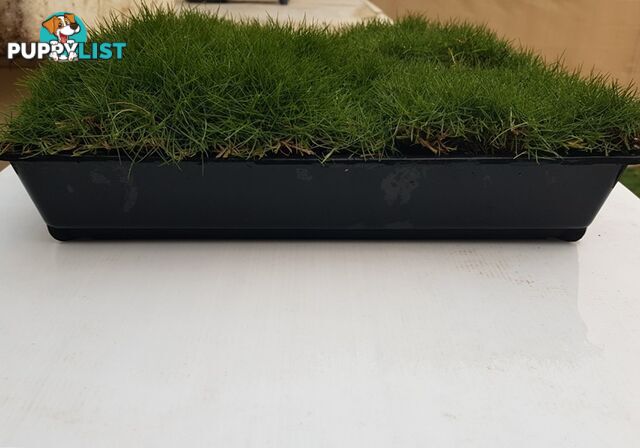 Slabs Of Korean Grass (Zoysia Tenuifolia) 350mm X 295mm Free Post $68.00