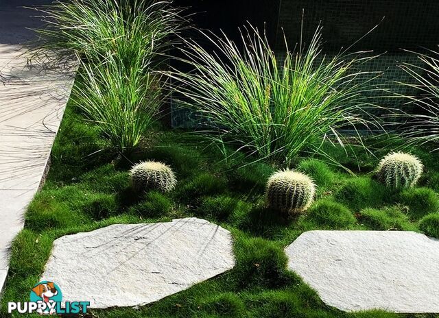 Slabs Of Korean Grass (Zoysia Tenuifolia) 350mm X 295mm Free Post $68.00