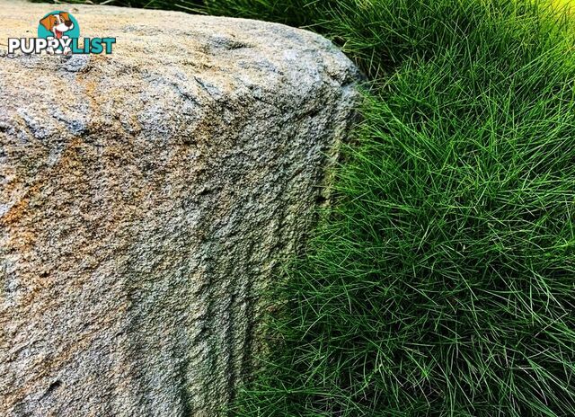 Slabs Of Korean Grass (Zoysia Tenuifolia) 350mm X 295mm Free Post $68.00