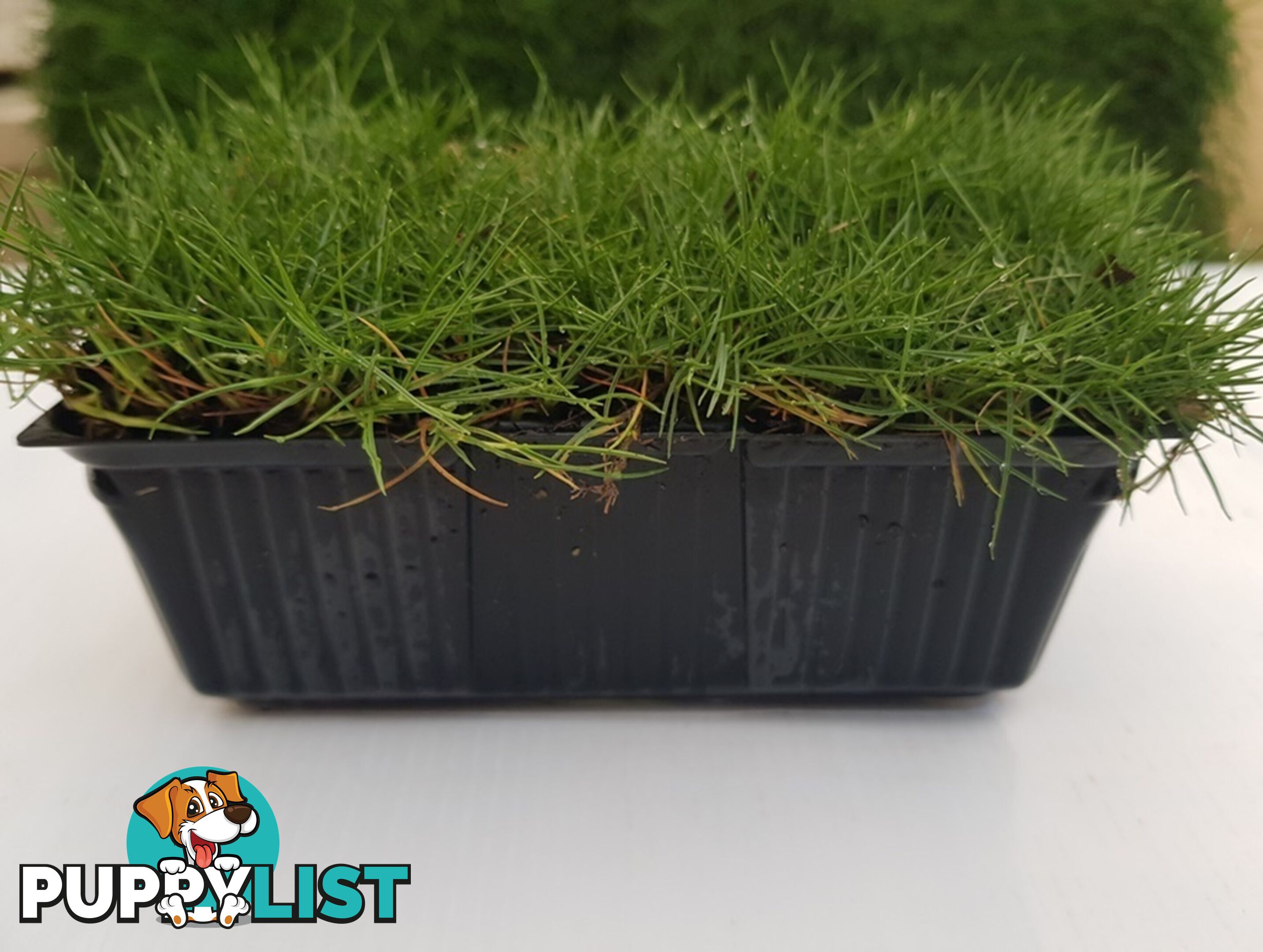 10 x Zoysia Tenuifolia Punnets (145mm x 65mm) QLD Only - Free Postag