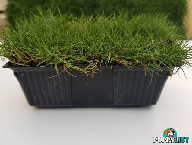 10 x Zoysia Tenuifolia Punnets (145mm x 65mm) QLD Only - Free Postag