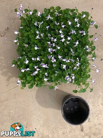 Native Violet ~ Viola hederacea in trays - Free Delivery $45.00