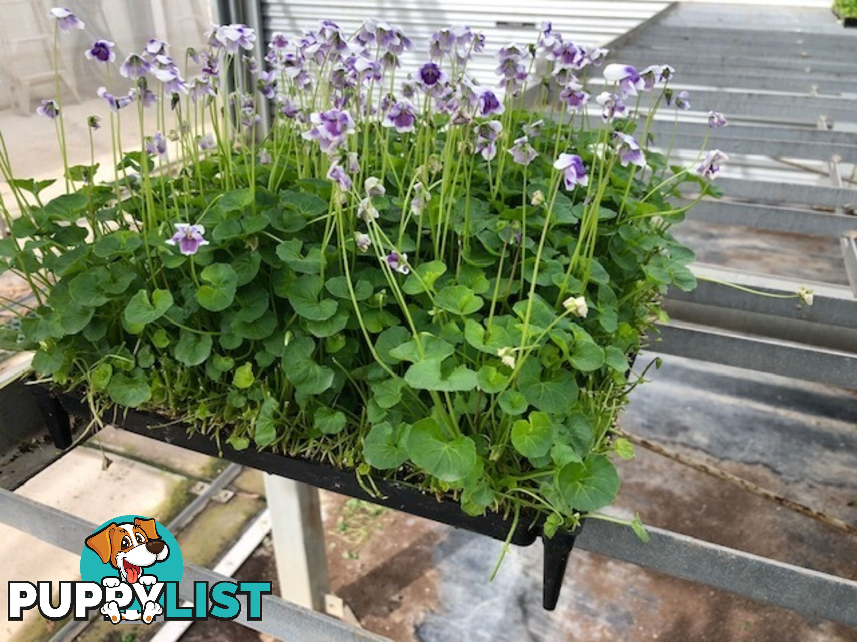 Native Violet ~ Viola hederacea in trays - Free Delivery $45.00