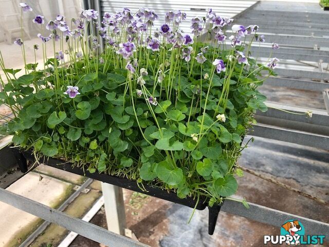 Native Violet ~ Viola hederacea in trays - Free Delivery $45.00