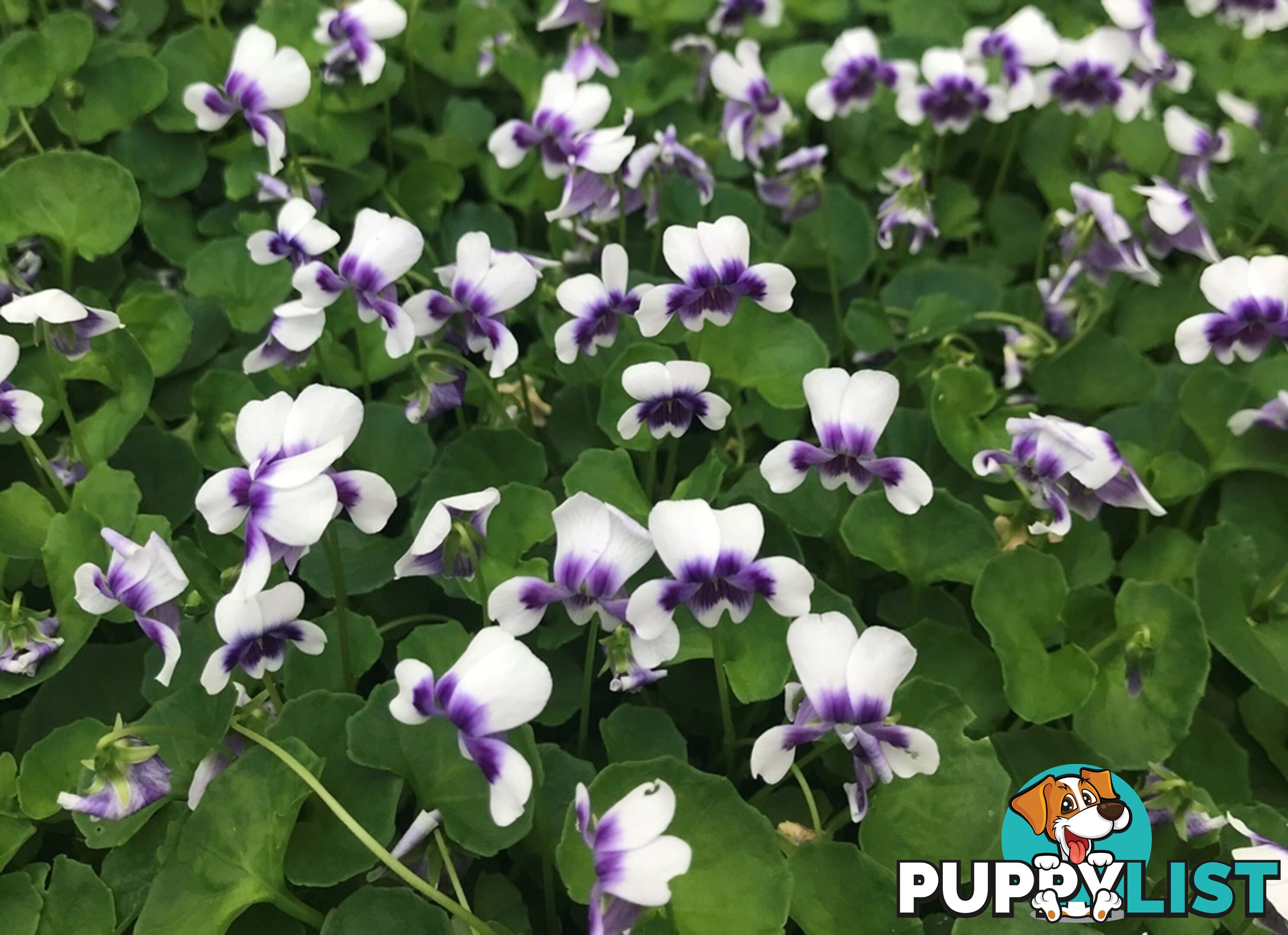 Native Violet ~ Viola hederacea in trays - Free Delivery $45.00