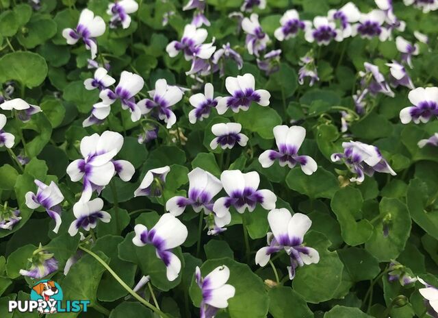 Native Violet ~ Viola hederacea in trays - Free Delivery $45.00