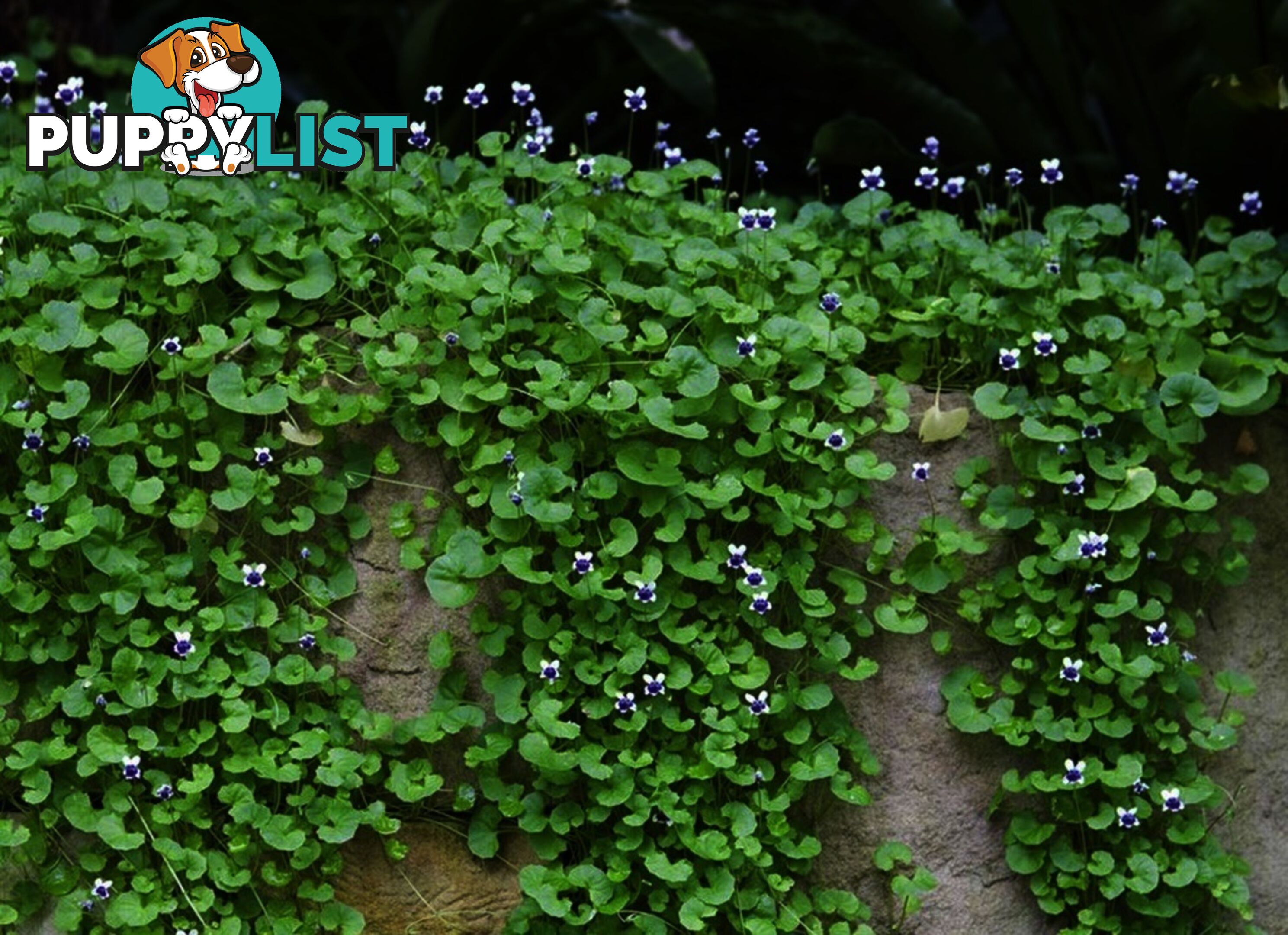 Native Violet ~ Viola hederacea in trays - Free Delivery $45.00