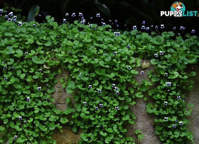 Native Violet ~ Viola hederacea in trays - Free Delivery $45.00