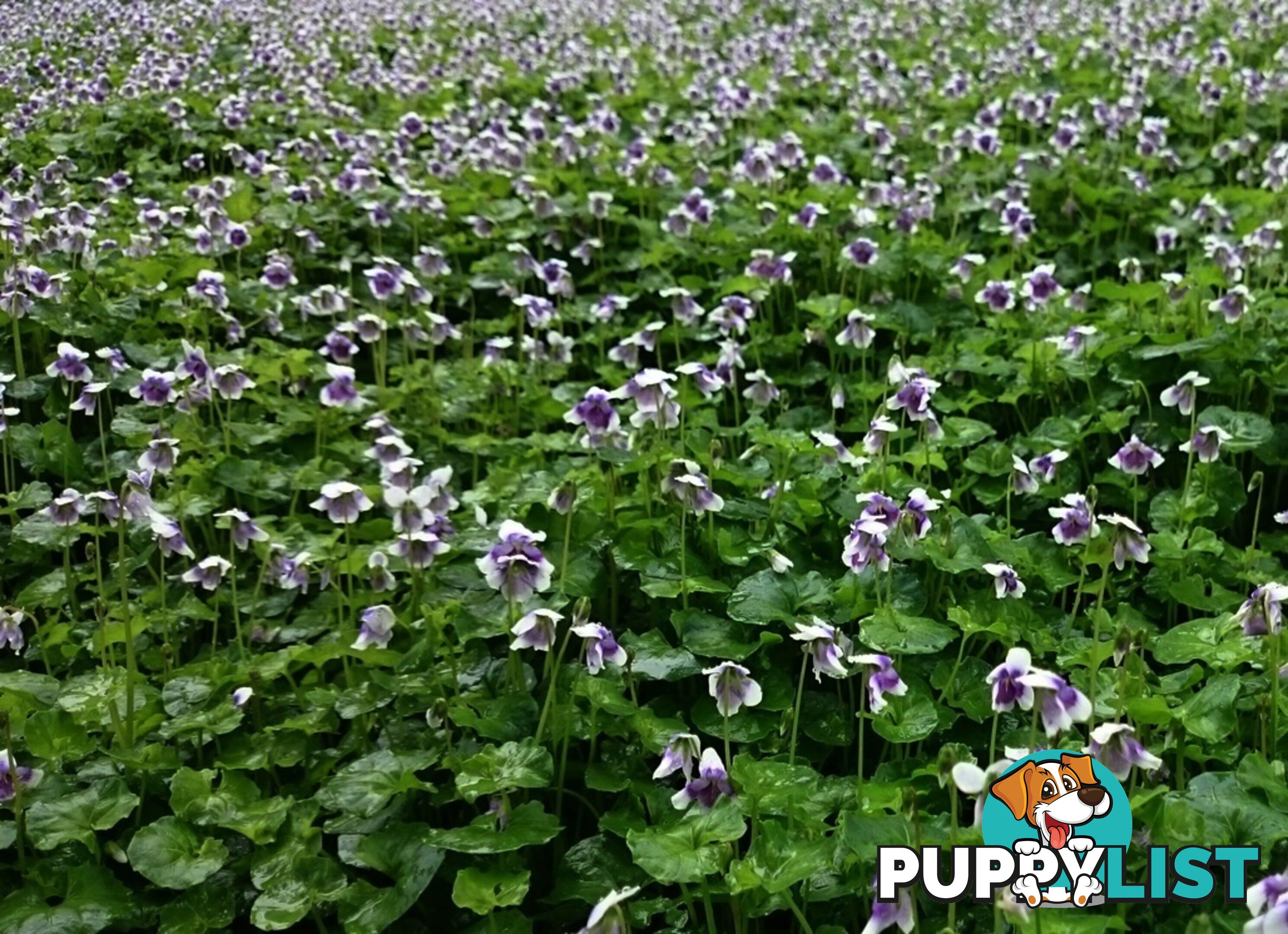 Native Violet ~ Viola hederacea in trays - Free Delivery $45.00