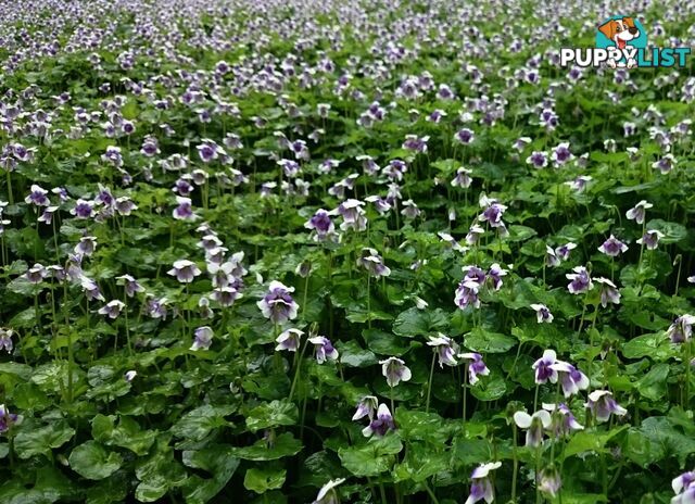 Native Violet ~ Viola hederacea in trays - Free Delivery $45.00