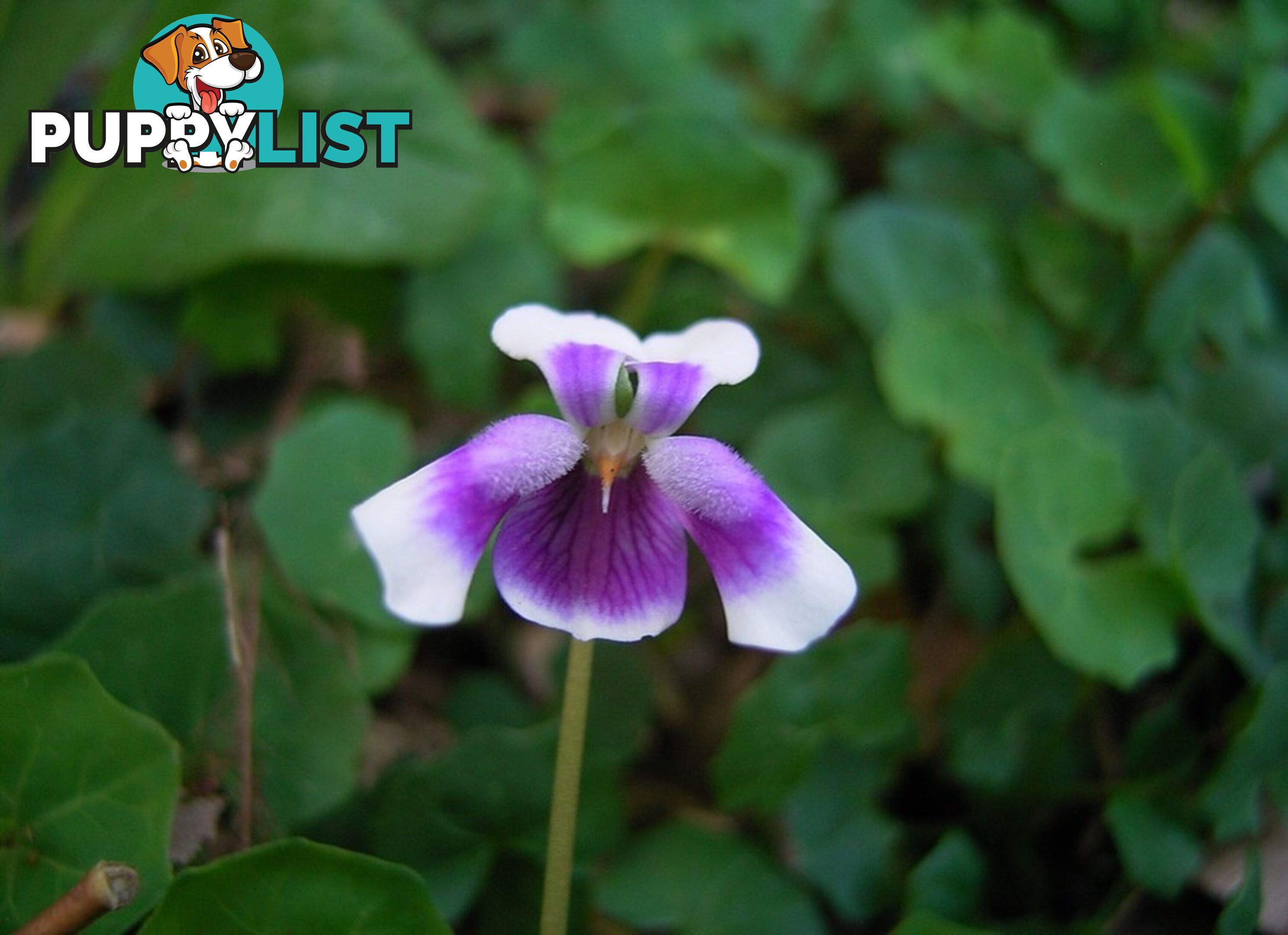 Native Violet ~ Viola hederacea in trays - Free Delivery $45.00