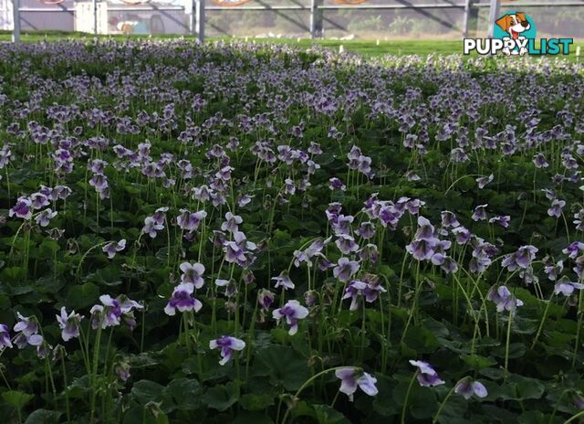 Native Violet ~ Viola hederacea in trays - Free Delivery $45.00