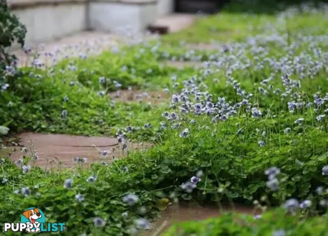 Native Violet ~ Viola hederacea in trays - Free Delivery $45.00