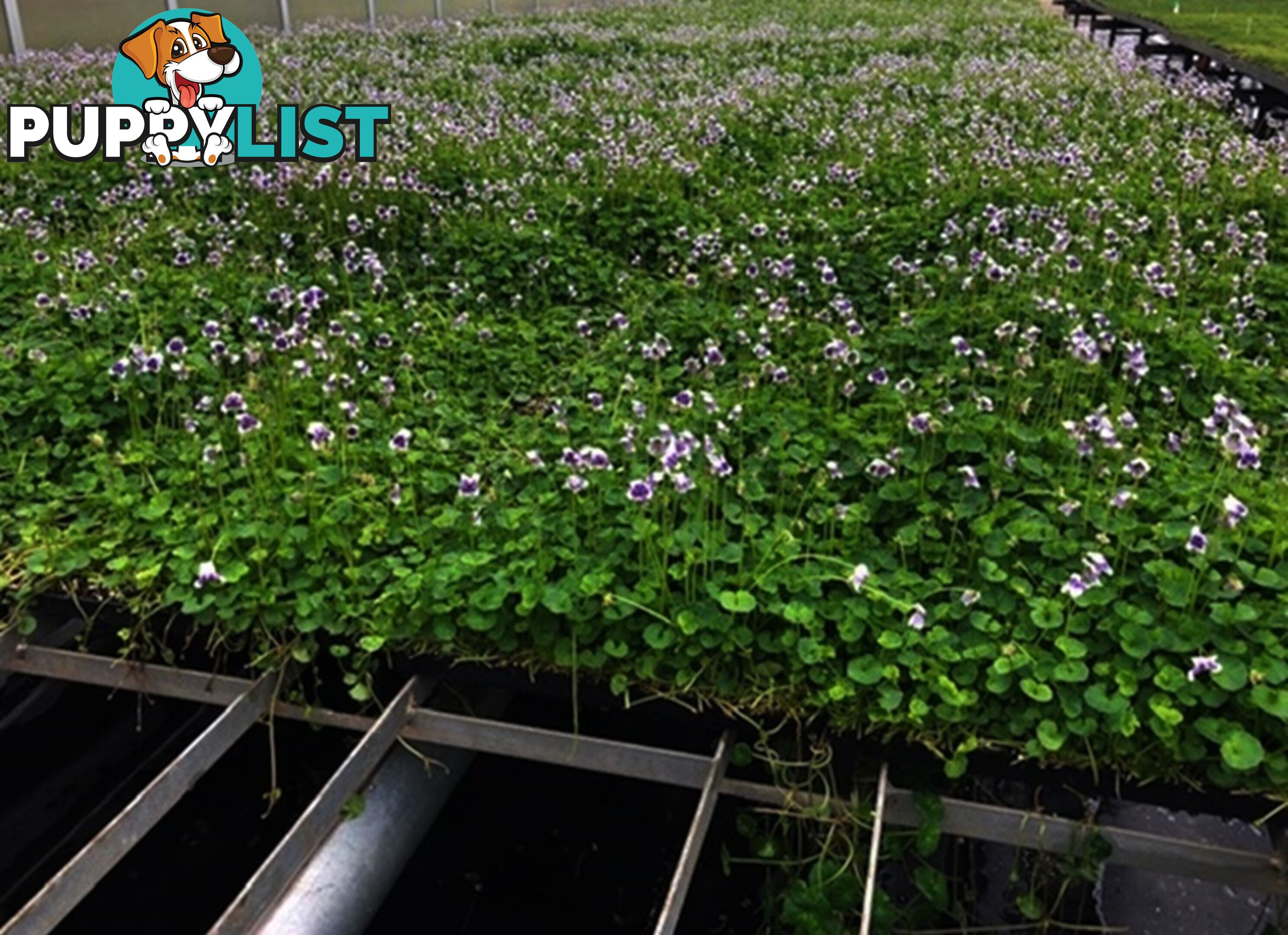 Native Violet ~ Viola hederacea in trays - Free Delivery $45.00