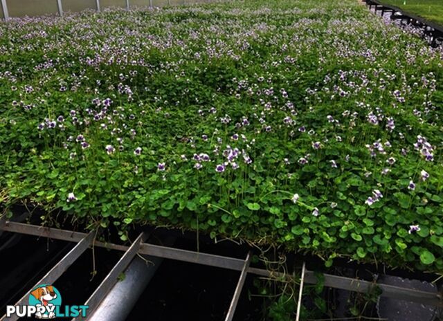 Native Violet ~ Viola hederacea in trays - Free Delivery $45.00