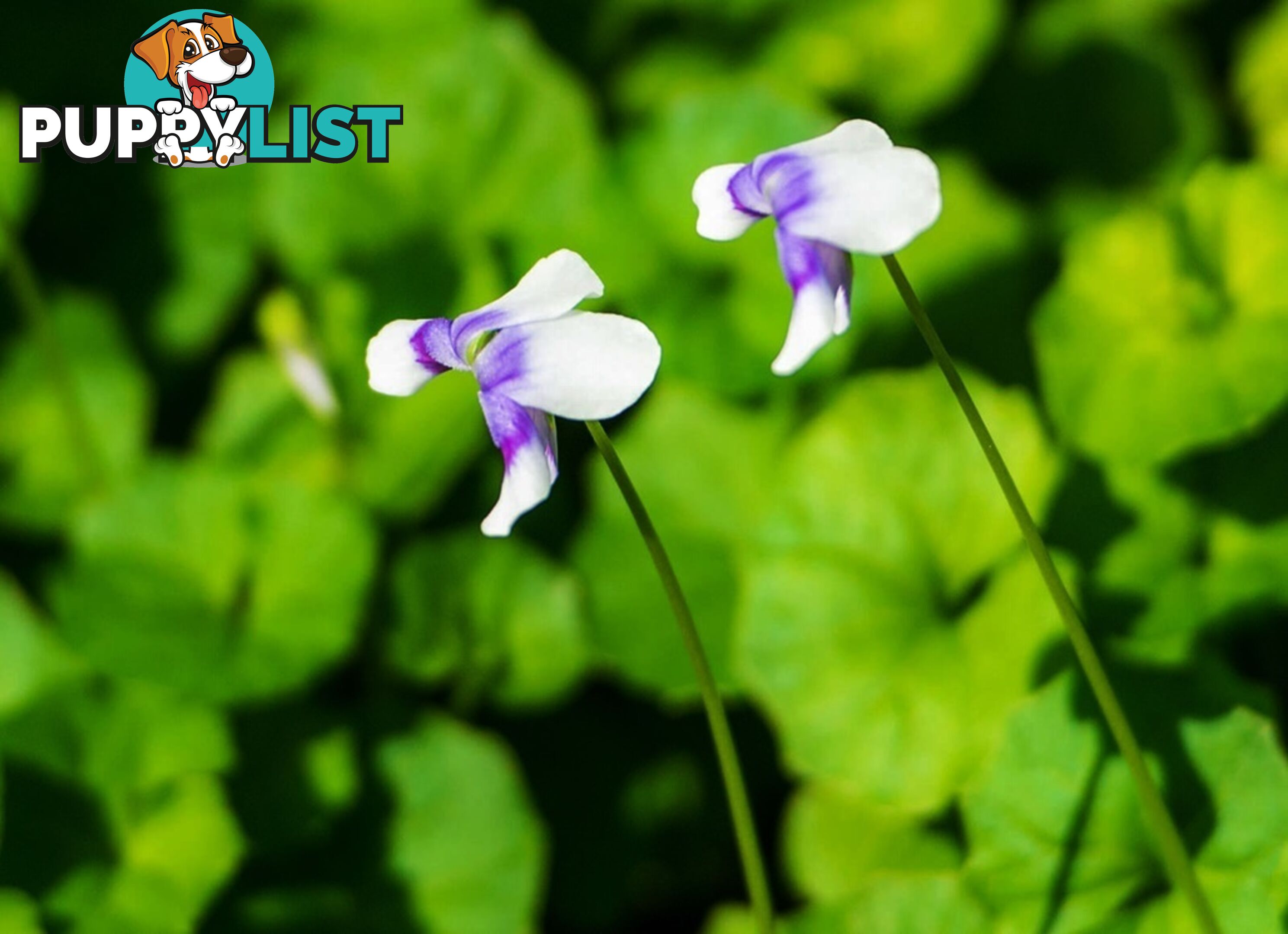 Native Violet ~ Viola hederacea in trays - Free Delivery $45.00