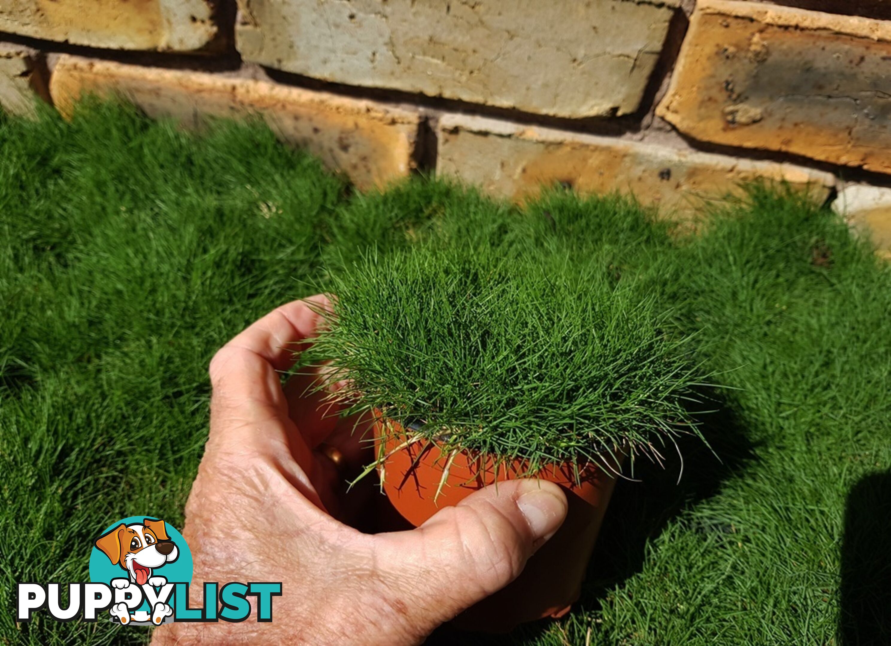 Special - No Mow Grass (Zoysia) 10 x 100mm pots - $70.00 free delivery