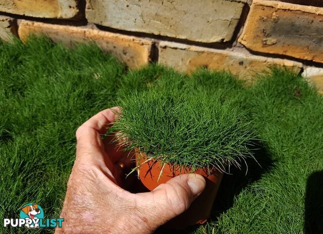 Special - No Mow Grass (Zoysia) 10 x 100mm pots - $70.00 free delivery