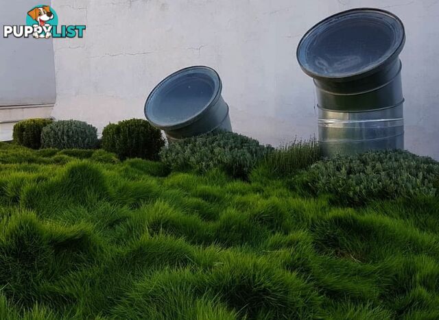 Special - No Mow Grass (Zoysia) 10 x 100mm pots - $70.00 free delivery