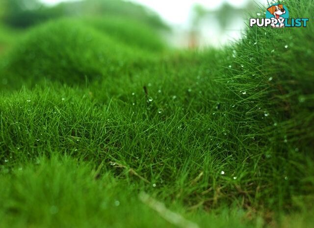 Korean No Mow Grass (Zoysia tenuifolia) 10 x 100mm Pots $70.00 Free Post