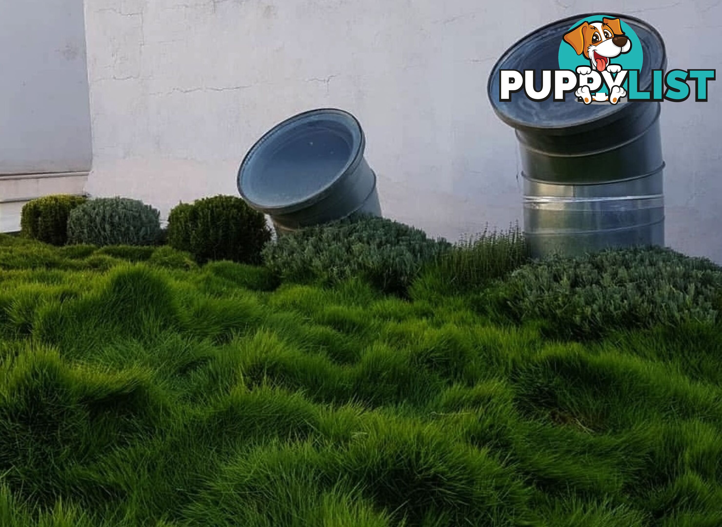 Korean No Mow Grass (Zoysia tenuifolia) 10 x 100mm Pots $70.00 Free Post