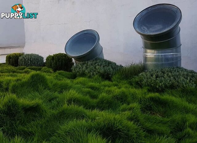 Korean No Mow Grass (Zoysia tenuifolia) 10 x 100mm Pots $70.00 Free Post