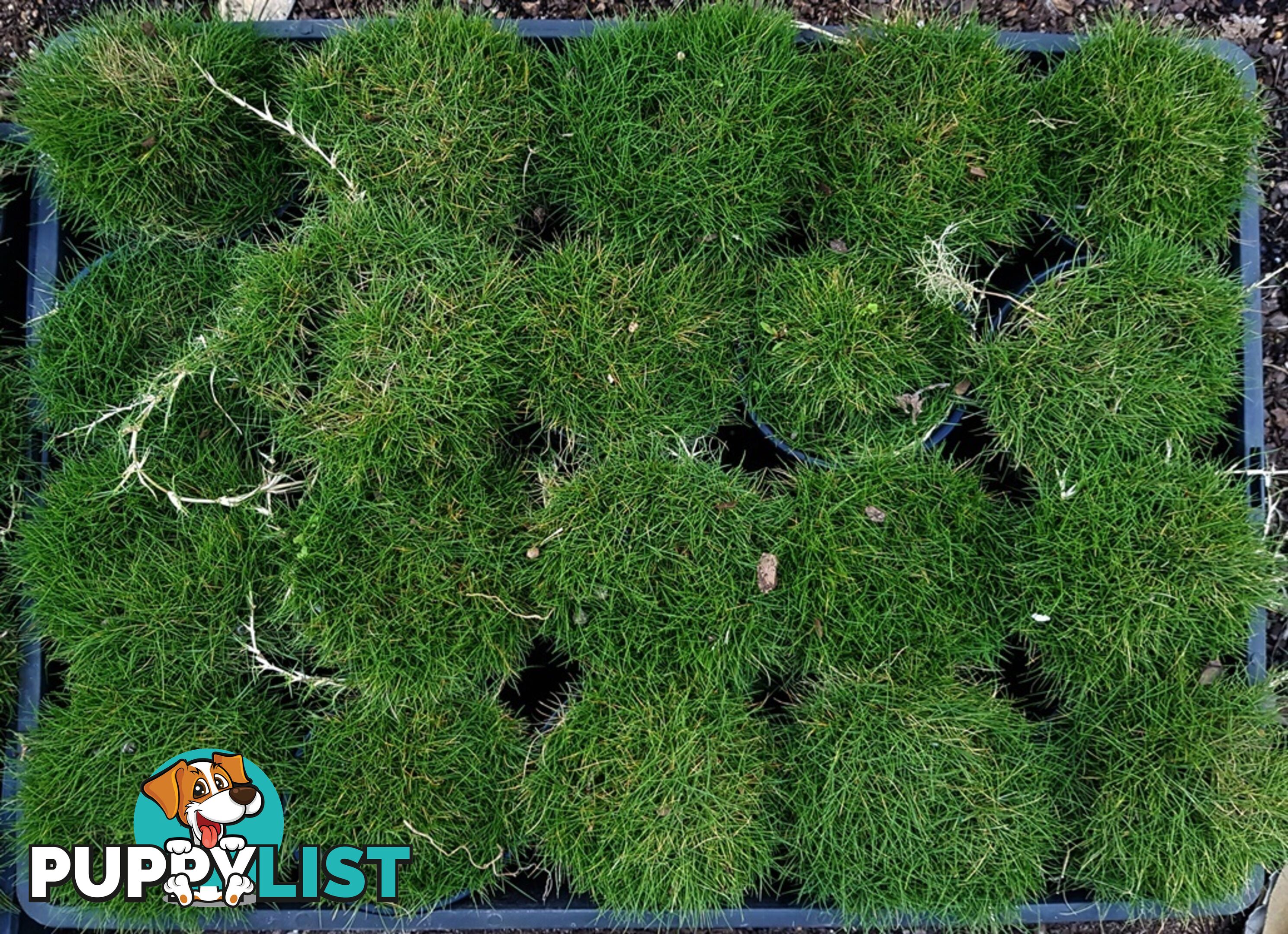 Korean No Mow Grass (Zoysia tenuifolia) 10 x 100mm Pots $70.00 Free Post