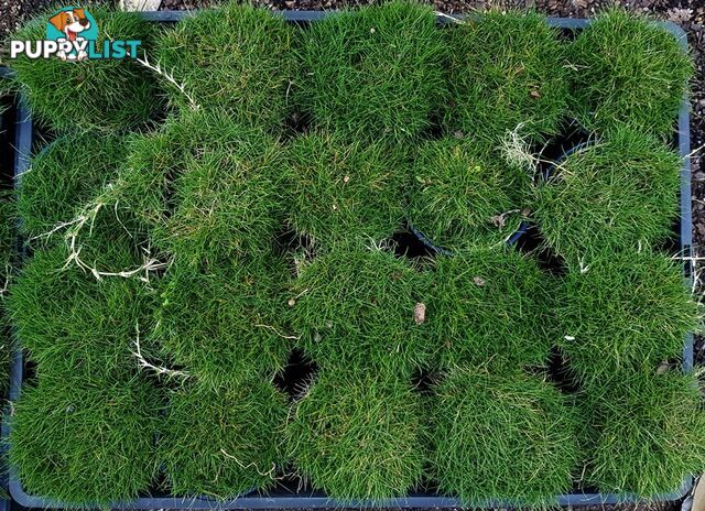 Korean No Mow Grass (Zoysia tenuifolia) 10 x 100mm Pots $70.00 Free Post