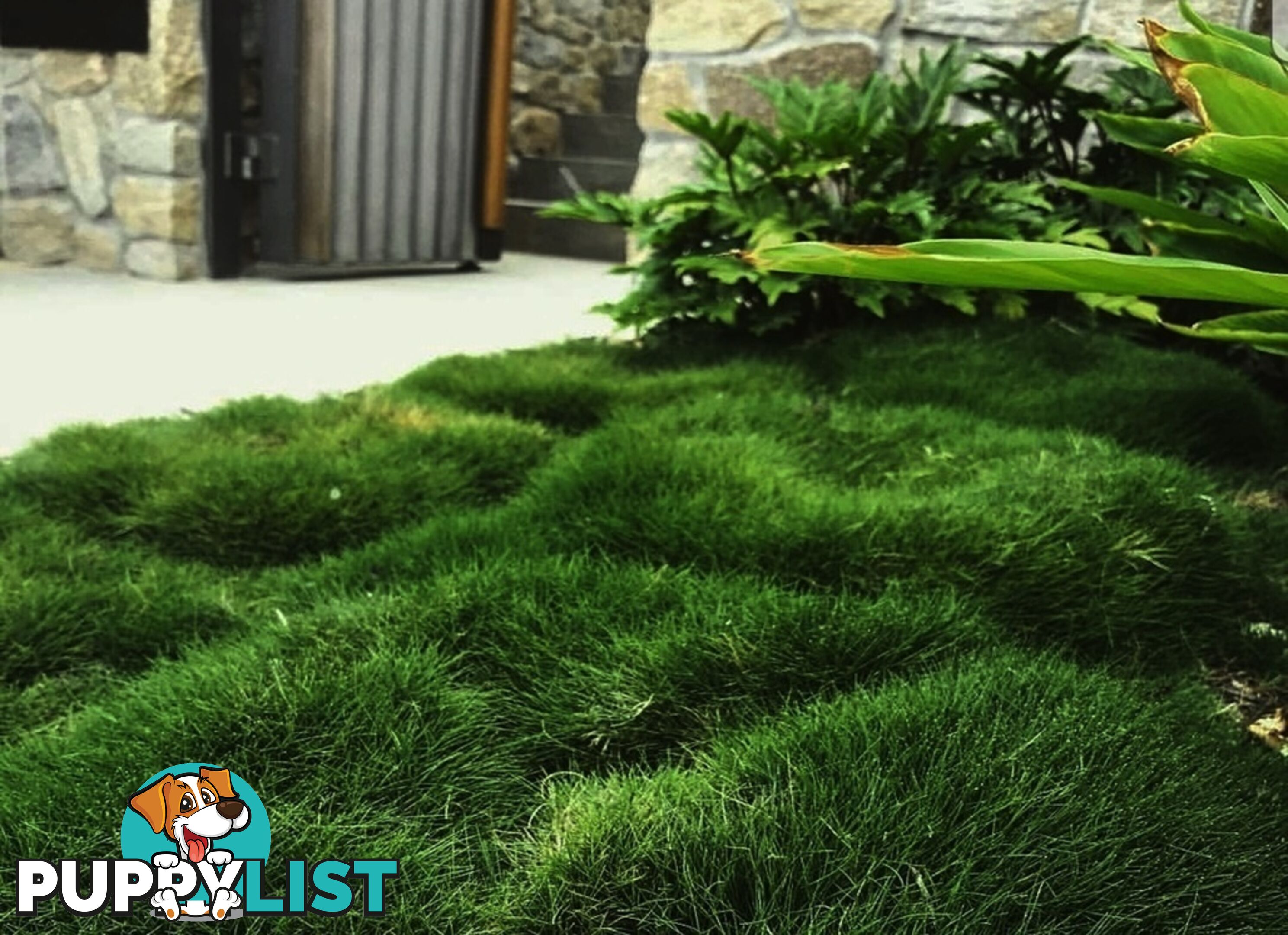 6 x Trays Zoysia Tenuifolia (350mm x 295mm) $205.00 (QLD Only)