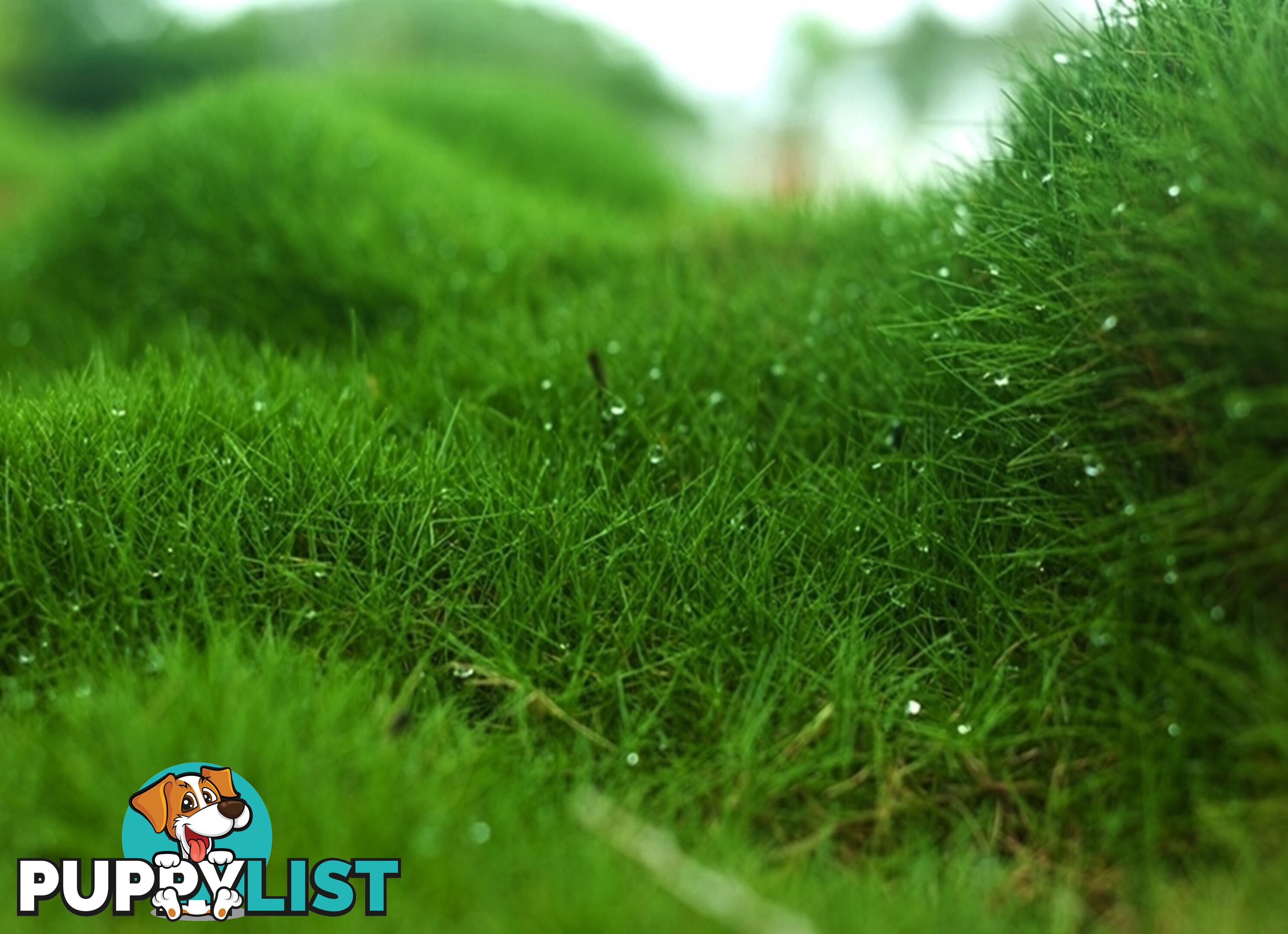 6 x Trays Zoysia Tenuifolia (350mm x 295mm) $205.00 (QLD Only)