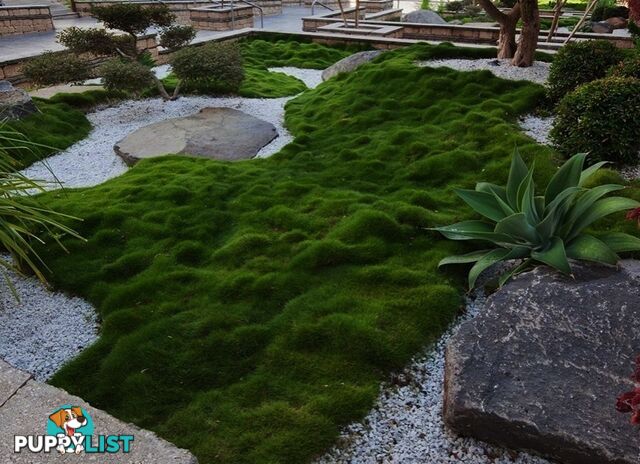 6 x Trays Zoysia Tenuifolia (350mm x 295mm) $205.00 (QLD Only)