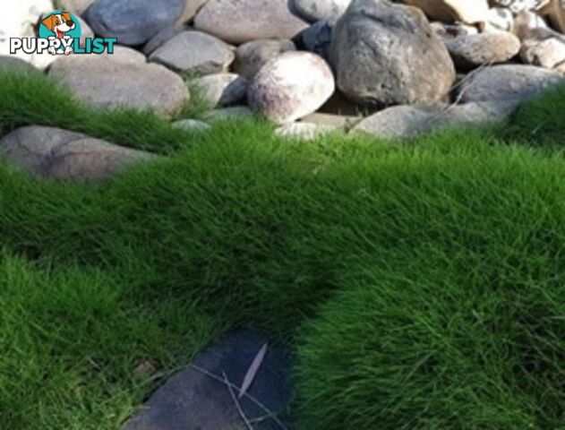 6 x Trays Zoysia Tenuifolia (350mm x 295mm) $205.00 (QLD Only)