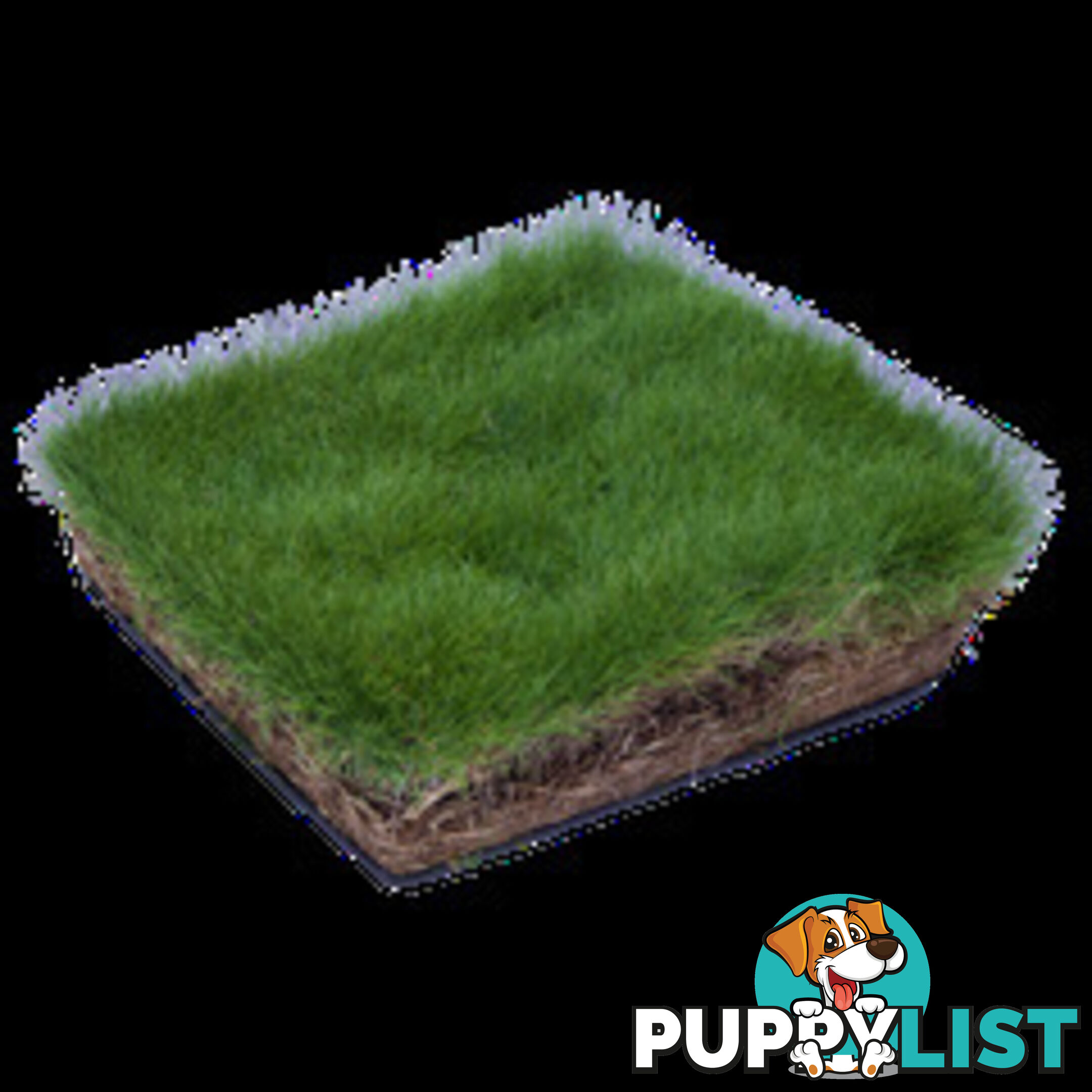 6 x Trays Zoysia Tenuifolia (350mm x 295mm) $205.00 (QLD Only)